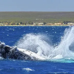 Humpback Whale - Kalbarri, Western Australia