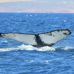 Humpback Whale - Kalbarri, Western Australia
