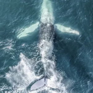 A humpback whale in the Pacific Ocean A humpback whale in the Pacific Ocean