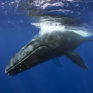Humpback Whale Pass Humpback Whale Pass