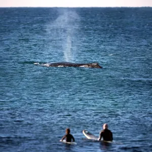 Whales