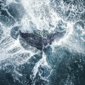 Humpback whale tail splashing on the surface of the Pacific Ocean