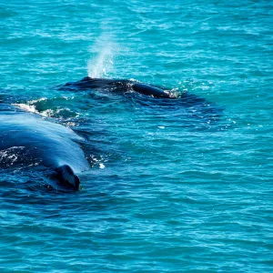 Humpback Whales off Western Australia