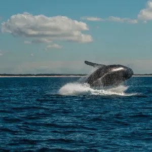 Humpback whales in the sunshine Humpback whales in the sunshine