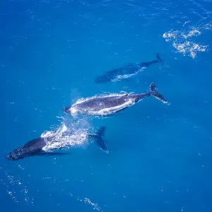 Humpback whales swimming in Blue water