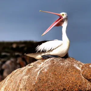 Hungry Pelican Hungry Pelican