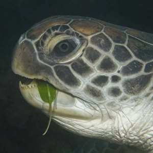 Hungry turtle