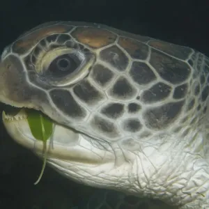 Hungry turtle Hungry turtle