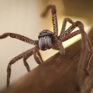 Huntsman