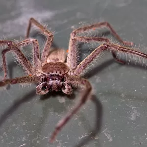 Huntsman spider on a bin lid
