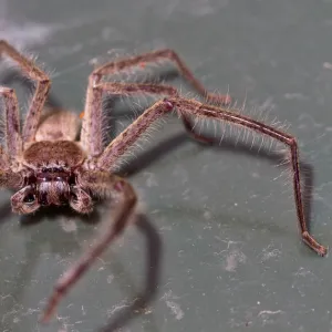 Huntsman spider on a bin lid