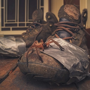 Huntsman spider on old walking boots