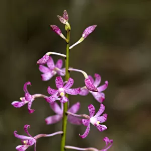 Hyacinth Orchid (Dipodium roseum)