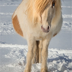 Icelandic horse in foal