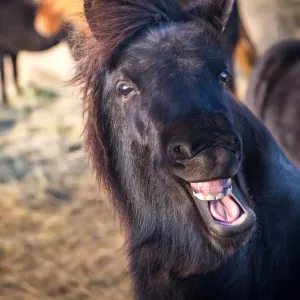 Icelandic Horse Print - A Black Icelandic Horse Smiles