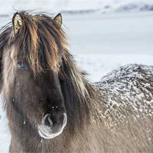 Icelandic horse in Winter