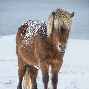 Icelandic horse in winter snows