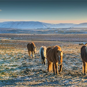Icelandic ponies at Hvanneyri, west Iceland