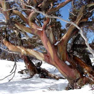 Iconic image of snow gum