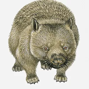 Illustration of Common Wombat (Vombatus ursinus)