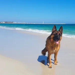 an image of a german shepherd dog enjoying the beach in beautiful Perth Western