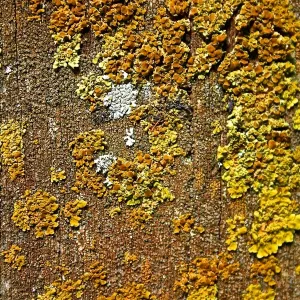 An image of moss on a bench seat creates an interesting pattern