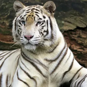 Indian Tiger, (Panthera tigris tigris) Indian Tiger, (Panthera tigris tigris)