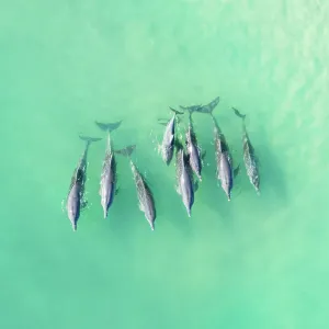 Indo-Pacific bottlenose dolphins in West Australia Indo-Pacific bottlenose dolphins in West Australia