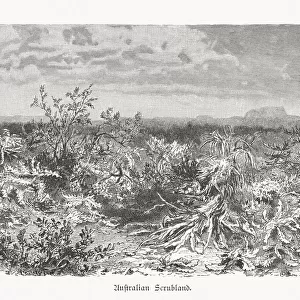 Inner Australian Scrubland, wood engraving, published in 1897
