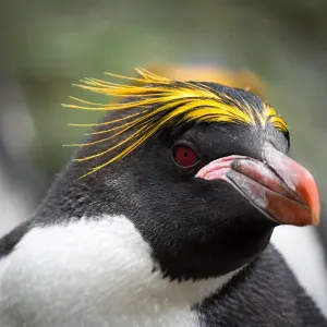 Macaroni Penguin Print