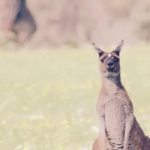 inquisitive roo looking at me and thinking what she up too!