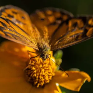 Insects Insects