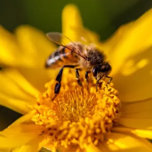 Insects Insects
