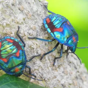 Insects Insects