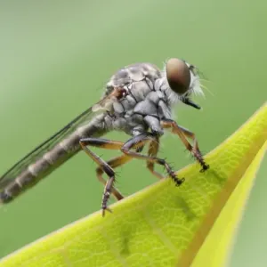 Insects Insects