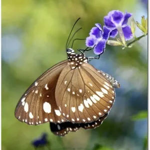 Insects Insects