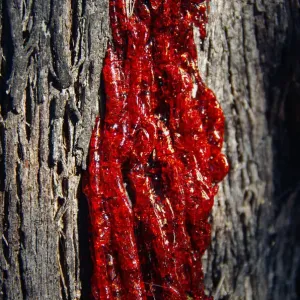 Blood Red Gum Resin Print on Eucalyptus Bark