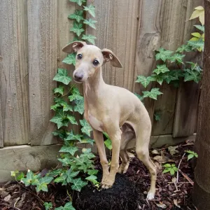 Italian Greyhound Puppy Print