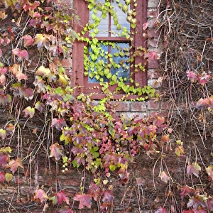 Ivy-covered house in Autumn