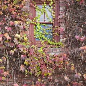 Maison couverte de lierre en automne.