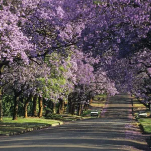 Jacaranda in blossom, Pretoria, South Africa, Africa