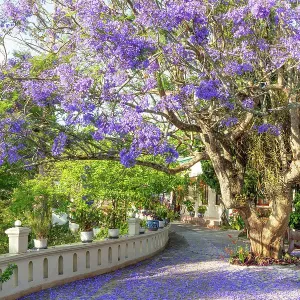 Jacaranda flower blossoming