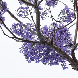 Jacaranda flowers out in bloom