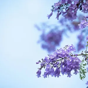 Jacaranda flowers out in bloom