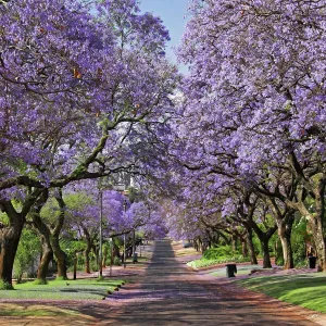 Jacaranda Infinity