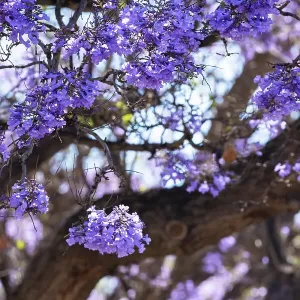 Jacaranda tree in Australia