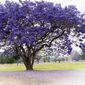 Jacaranda tree in full bloom