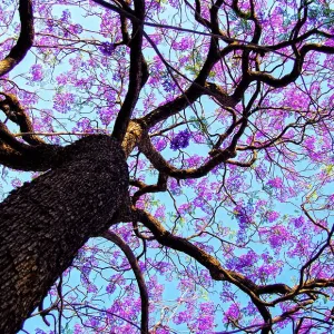 Jacaranda Tree In Full bloom