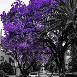 Jacarandas blooming