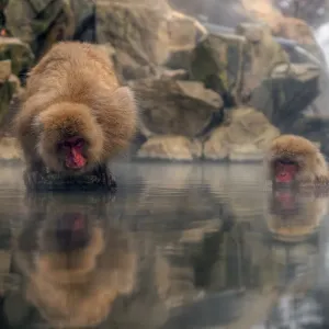 Japan snow monkey